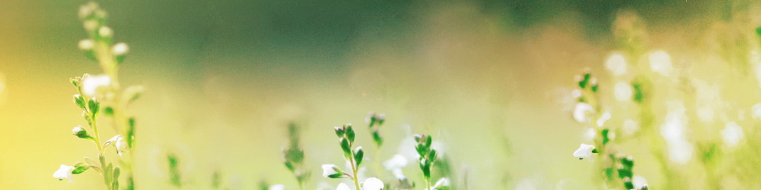 Fields_Of_Bloom_3_MS_1920x480.jpg