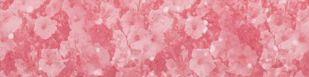 springtime - pink flowers