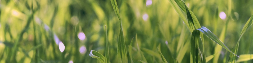 spring green - field