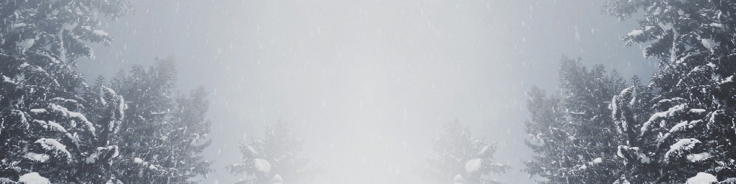 majestic snow - big trees