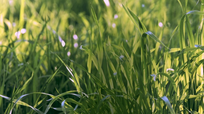 Spring_2020_Field_HD.jpg