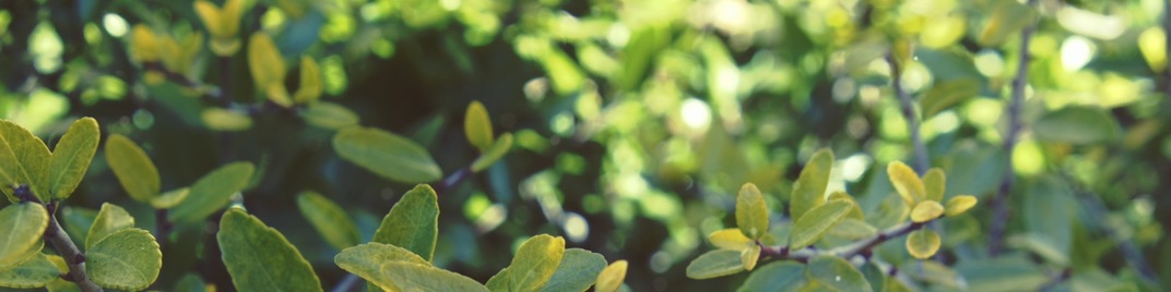 spring green - bush